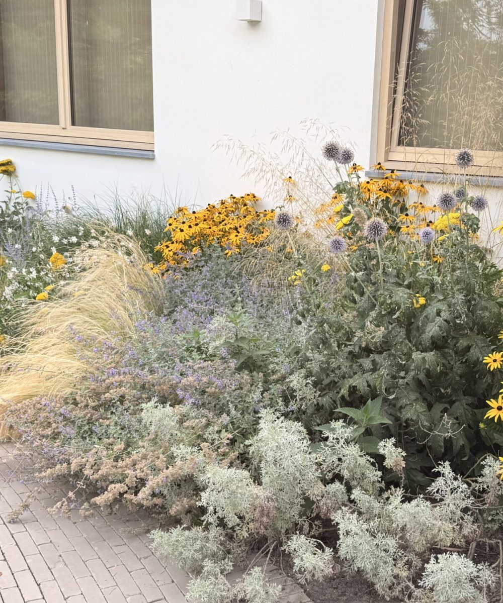 Border met rudbeckia en siergrassen langs het klinkerpad bij Villa Boechorst in Noordwijk. Tuinontwerp KamerlingvanderBurgh.