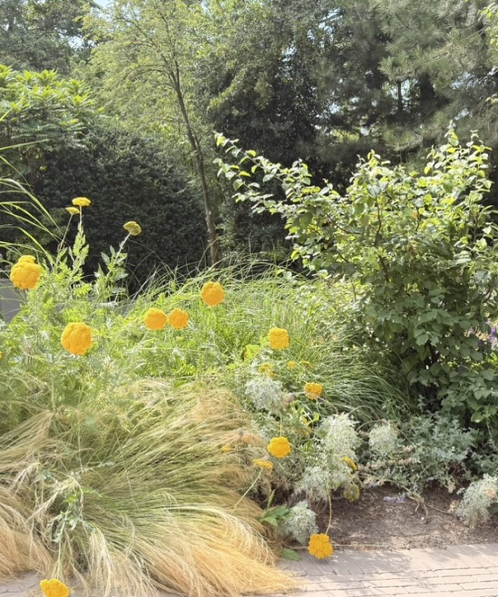 Border met siergrassen en gele bloeiers onder het balkon van Villa Boechorst in Noordwijk. Tuinontwerp KamerlingvanderBurgh.